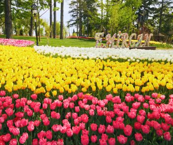 Фестивал на лалето в ИСТАНБУЛ