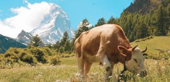 Швейцарска магия с Матерхорн